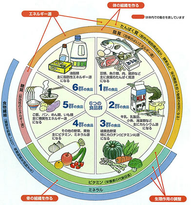 栄養素 五大