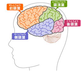 前頭葉 鍛え 方